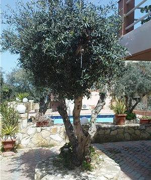 Nea Kydonia Suites & Studios Δαράτσο Εξωτερικό φωτογραφία